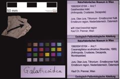 Foto (Objekt + Etiketten) von Galatheoidea indet. (NHMW-GEO-1990-0041-0164)